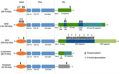 Neurofilament Light Chain as Biomarker for Amyotrophic Lateral Sclerosis and Frontotemporal Dementia